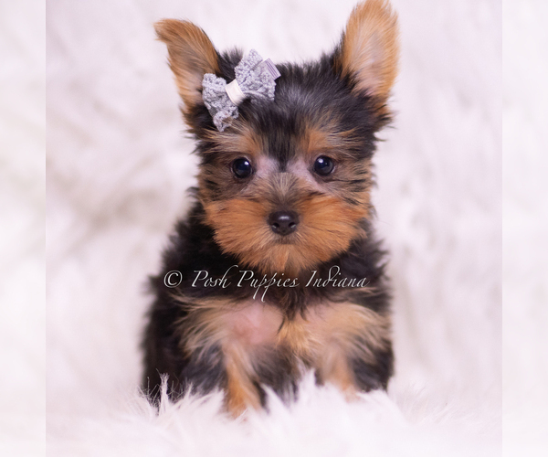 Medium Photo #1 Yorkshire Terrier Puppy For Sale in WARSAW, IN, USA