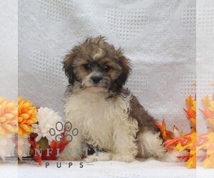 ShihPoo Puppy for sale in RISING SUN, MD, USA