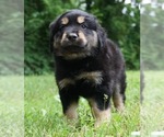 Small Photo #1 Australian Shepherd Puppy For Sale in WARSAW, IN, USA