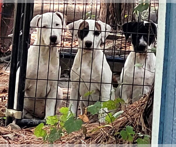 Medium Photo #2 American Bulldog Puppy For Sale in FRAMINGHAM, MA, USA