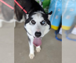 Siberian Husky Dogs for adoption in Holly Springs, NC, USA