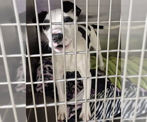 Mutt Dogs for adoption in Decatur, IL, USA