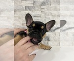 Small Photo #6 French Bulldog Puppy For Sale in VANCOUVER, WA, USA