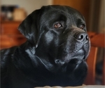 Small Photo #1 Labrador Retriever Puppy For Sale in NORTH DARTMOUTH, MA, USA