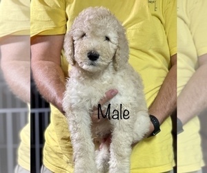 Goldendoodle Puppy for Sale in PACE, Florida USA