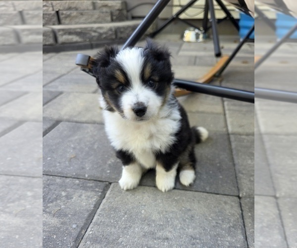 Medium Photo #2 Miniature Australian Shepherd Puppy For Sale in MILFORD, MI, USA