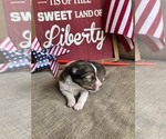 Image preview for Ad Listing. Nickname: Molly