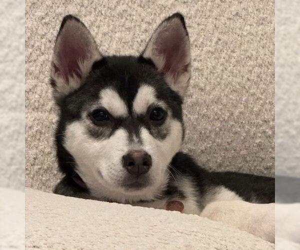Medium Photo #11 Siberian Husky-Unknown Mix Puppy For Sale in Fargo, ND, USA