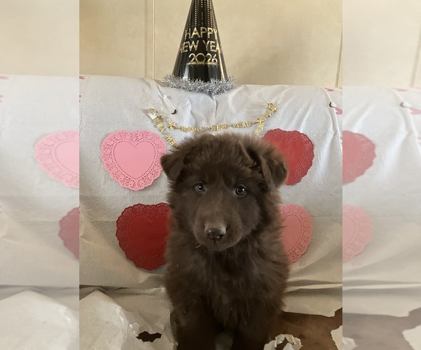 Medium Photo #3 German Shepherd Dog Puppy For Sale in FORT COLLINS, CO, USA