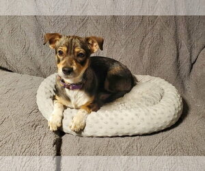 Chiweenie Dogs for adoption in Fresno, CA, USA