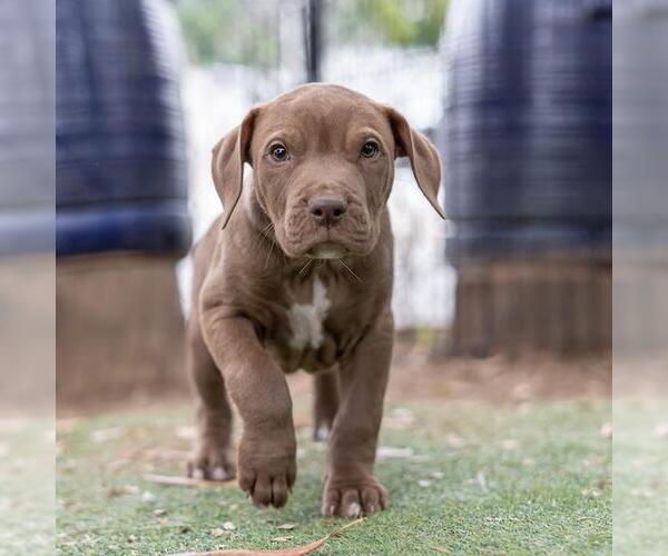 Medium Photo #5 Labrador Retriever-Unknown Mix Puppy For Sale in San Diego, CA, USA