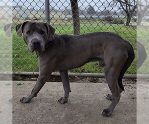 Unknown-Weimaraner Mix Dogs for adoption in Modesto, CA, USA