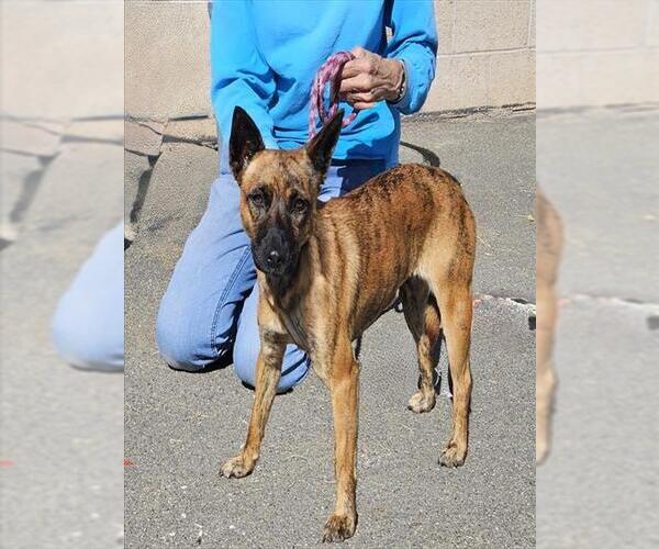 Medium Photo #1 Rat Terrier-Unknown Mix Puppy For Sale in Camarillo, CA, USA