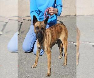 Rat Terrier-Unknown Mix Dogs for adoption in Camarillo, CA, USA