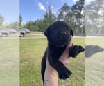 Small Photo #11 Australian Cattle Dog-Labrador Retriever Mix Puppy For Sale in SEMINOLE, AL, USA