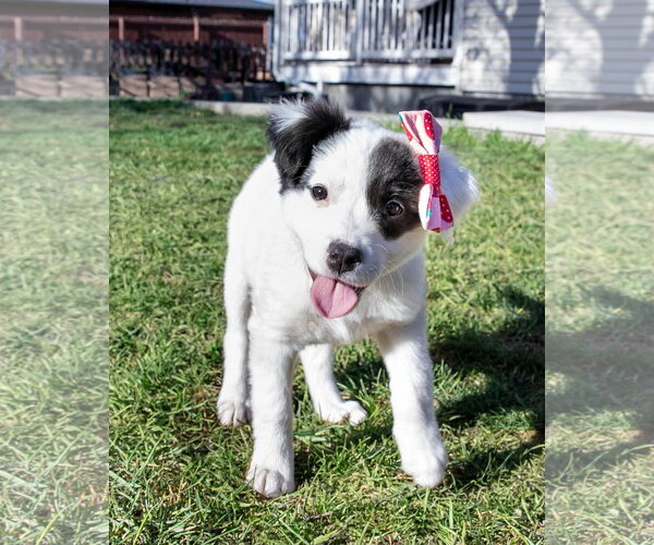 Medium Photo #2 Borador Puppy For Sale in Sandy, UT, USA