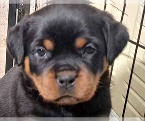 Rottweiler Puppy for sale in BONAPARTE, IA, USA