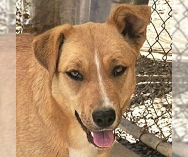 Medium Photo #12 Mutt Puppy For Sale in Lake Forest, CA, USA