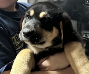 Labrador Retriever-Siberian Husky Mix Puppy for sale in WESTPORT, IN, USA