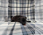 Small Photo #2 Chug Puppy For Sale in Lincolnwood, IL, USA