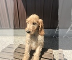 Small Photo #4 Irish Doodle Puppy For Sale in GOSHEN, IN, USA