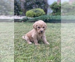 Small Photo #4 Australian Labradoodle Puppy For Sale in FLORENCE, AL, USA