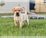 Small #3 Labrador Retriever
