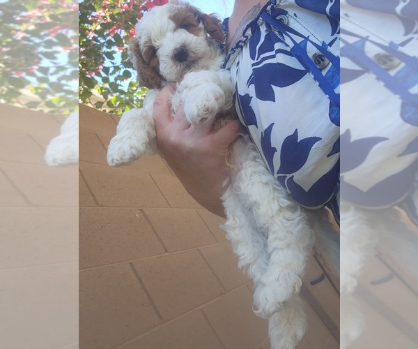Medium Photo #4 Golden Cavadoodle Puppy For Sale in SAN TAN VALLEY, AZ, USA