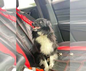 Pomeranian Dogs for adoption in Lewistown, PA, USA