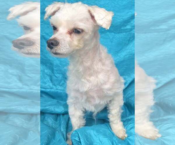 Medium Photo #2 Maltese-Unknown Mix Puppy For Sale in Cuba, NY, USA