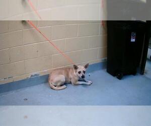 American Pit Bull Terrier-Unknown Mix Dogs for adoption in Tulsa, OK, USA