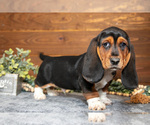Puppy Dexter Basset Hound