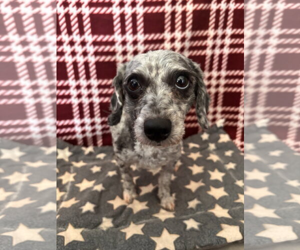 Medium Photo #2 Poodle (Toy) Puppy For Sale in Pacolet, SC, USA