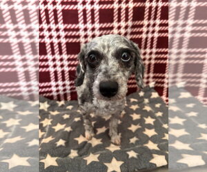 Iris Aug 26 - Female Poodle (Toy) Dog for Adoption - Photo #2