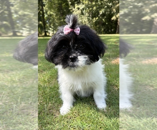 Medium Photo #6 Shih Tzu Puppy For Sale in FAIR HAVEN, MI, USA