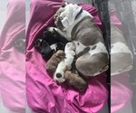 Small #1 English Bulldog