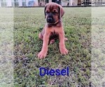 Small #4 Doberman Pinscher-Mastiff Mix