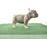 Small Photo #5 French Bulldog Puppy For Sale in ONTARIO, CA, USA