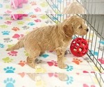 Small #7 Cavapoo mix (+ Poodle Miniature)