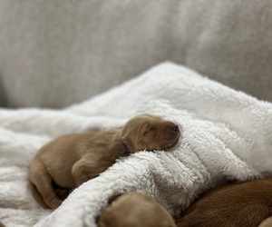 Golden Retriever Litter for sale in DELTA, CO, USA