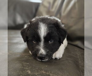 Miney - Male Red Heeler-Unknown Mix Dog for Adoption - Photo #2