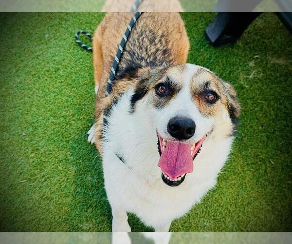 Medium Photo #1 Australian Shepherd Puppy For Sale in Orlando, FL, USA