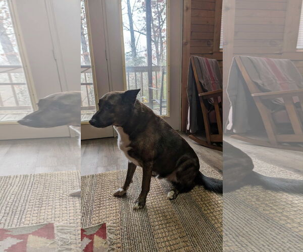 Medium Photo #3 Mutt Puppy For Sale in Frenchburg, KY, USA