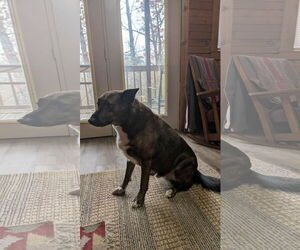 Trigger - Male Mutt Dog for Adoption - Photo #3