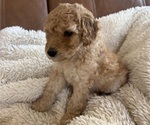 Small #2 Goldendoodle