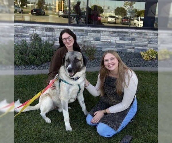 Medium Photo #3 Anatolian Shepherd-Unknown Mix Puppy For Sale in Fargo, ND, USA