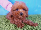 Small Photo #5 Poodle (Toy) Puppy For Sale in LA MIRADA, CA, USA