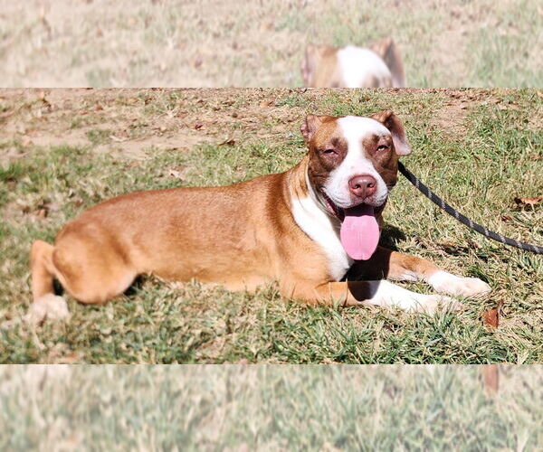 Medium Photo #7 Mutt Puppy For Sale in Wetumpka, AL, USA