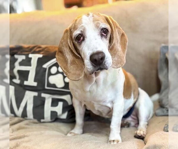 Medium Photo #1 Bagle Hound Puppy For Sale in Deepwater, NJ, USA