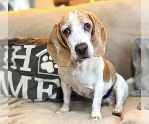 Bagle Hound Dogs for adoption in Deepwater, NJ, USA